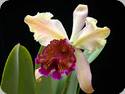 Cattleya dowiana